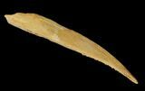 Fossil Shark (Hybodus) Dorsal Spine - Morocco #130362-1